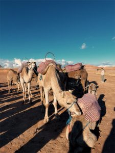 Family trek Atlas Mountains & Sahara Desert
