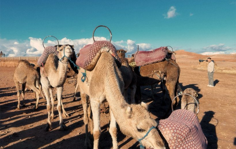 Family trek Atlas Mountains & Sahara Desert